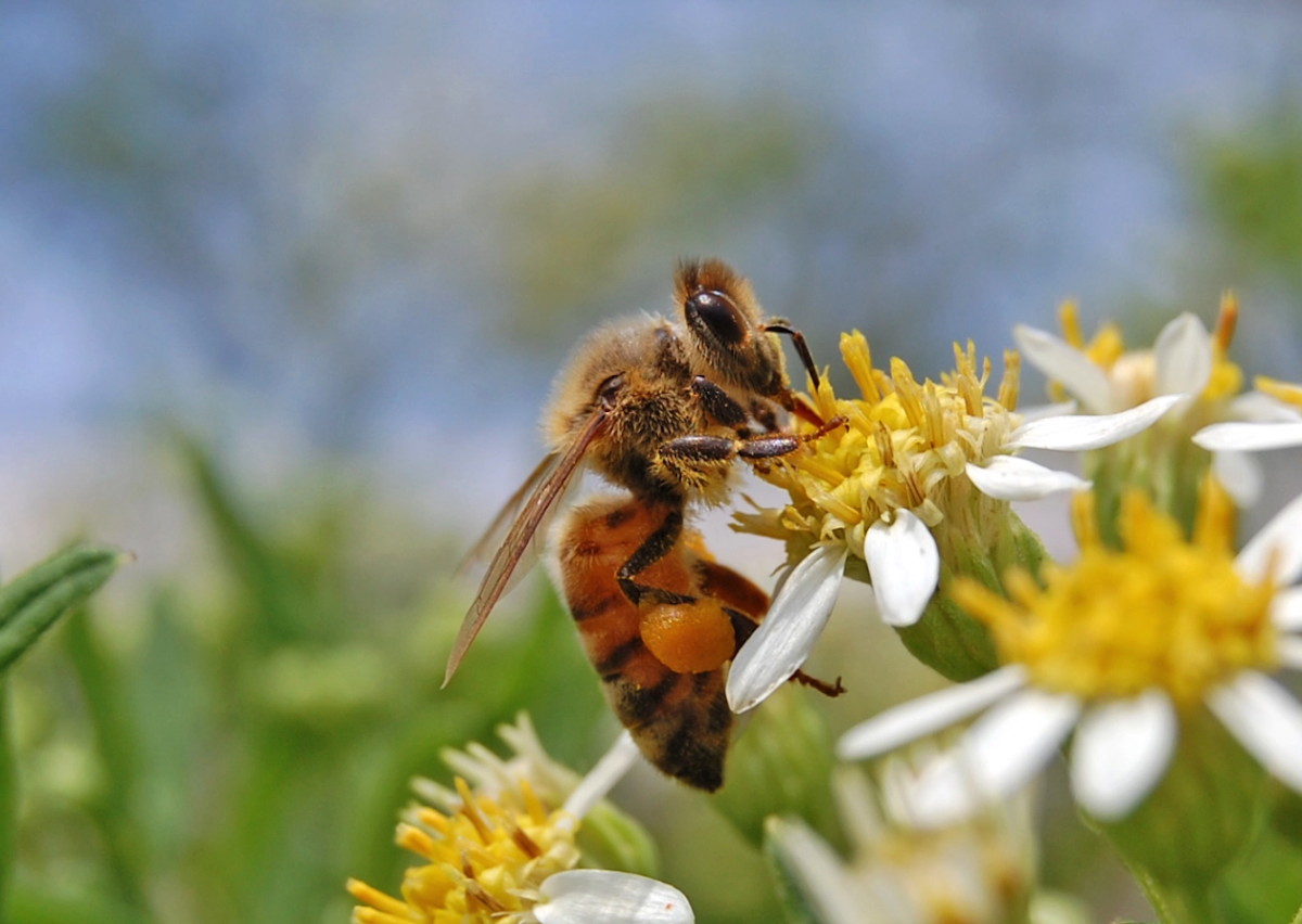 Closeup of bee pollinating