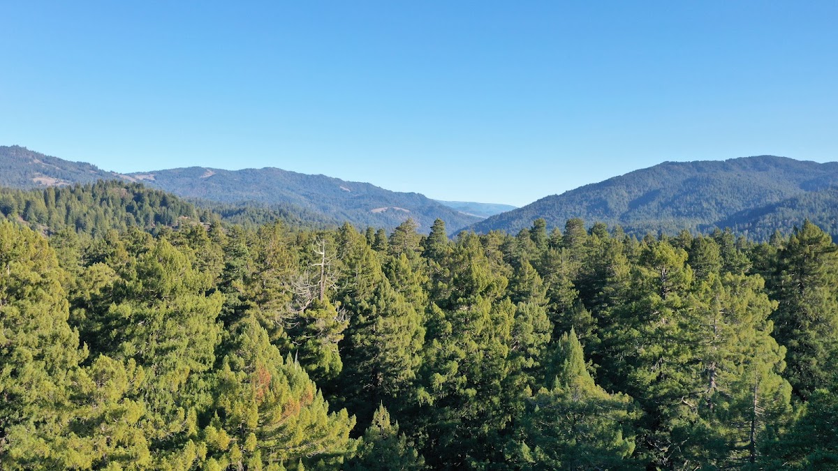 Forested mountains