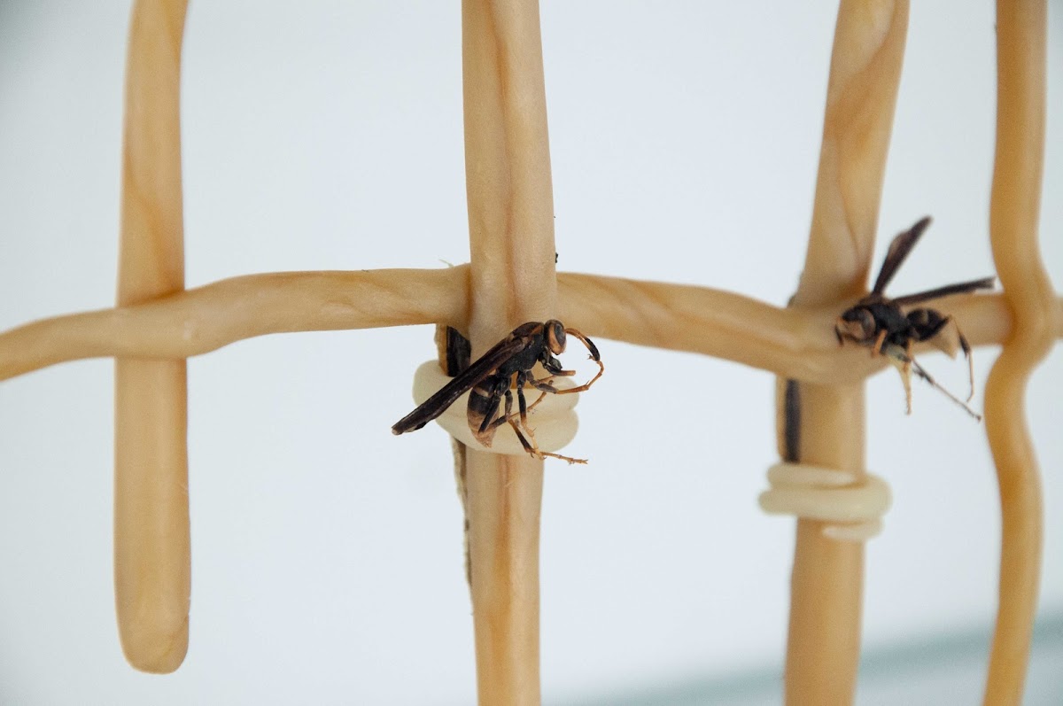 Portion of Lee Pivnik 18 SC's installation A Love that Bears No Fruit centered on bees and pollination