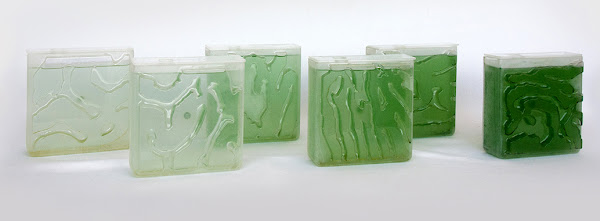 Blue-green algae growing in bioreactor containers