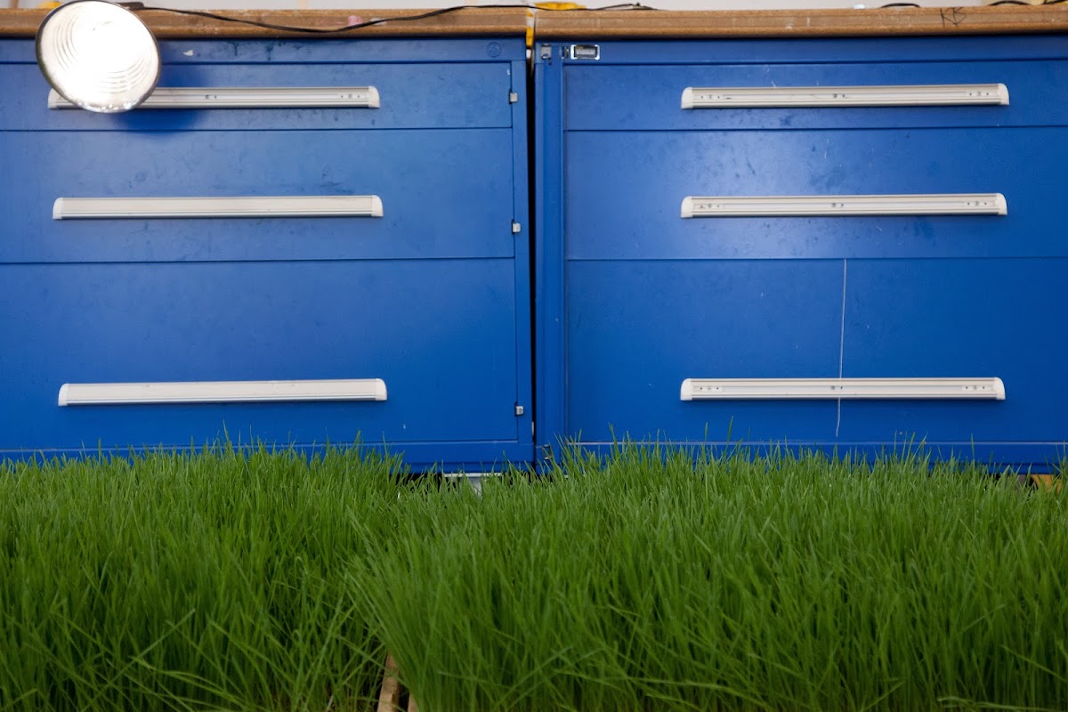 Blue cabinets with green grass growing in front of them