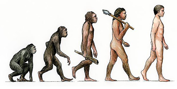 Classic evolution illustration of monkey to human