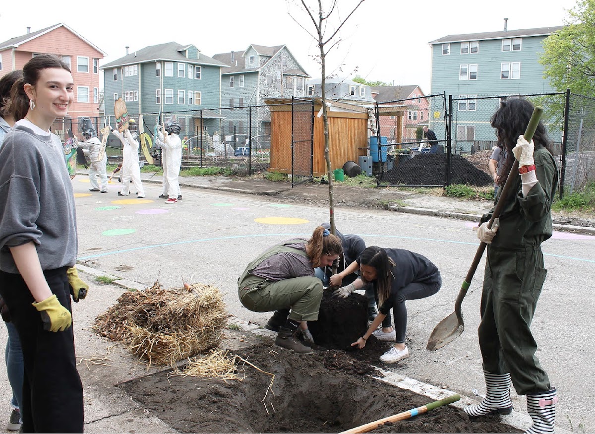 Students planting a young maple tree in the south side of Providence, RI.