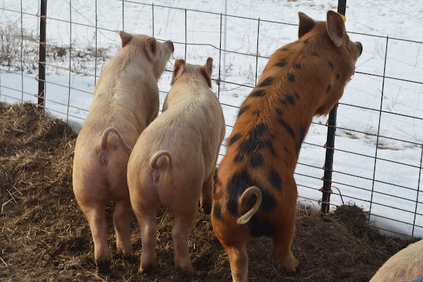 Three pigs at Round the Bend farm