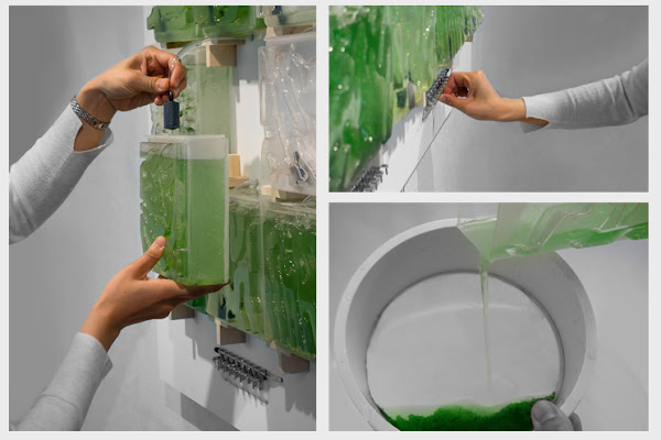 Hyunseok An MID 20's wall-mounted bioreactor produces blue-green micro-algae