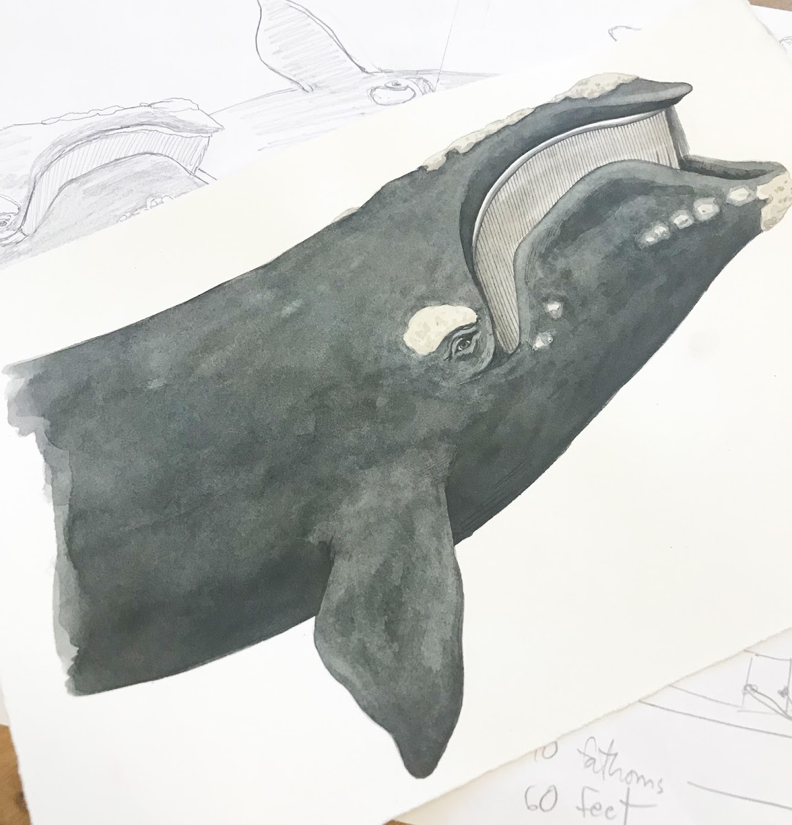 Sketch of whale with baleen by Illustration faculty member Joe McKendry 94 IL