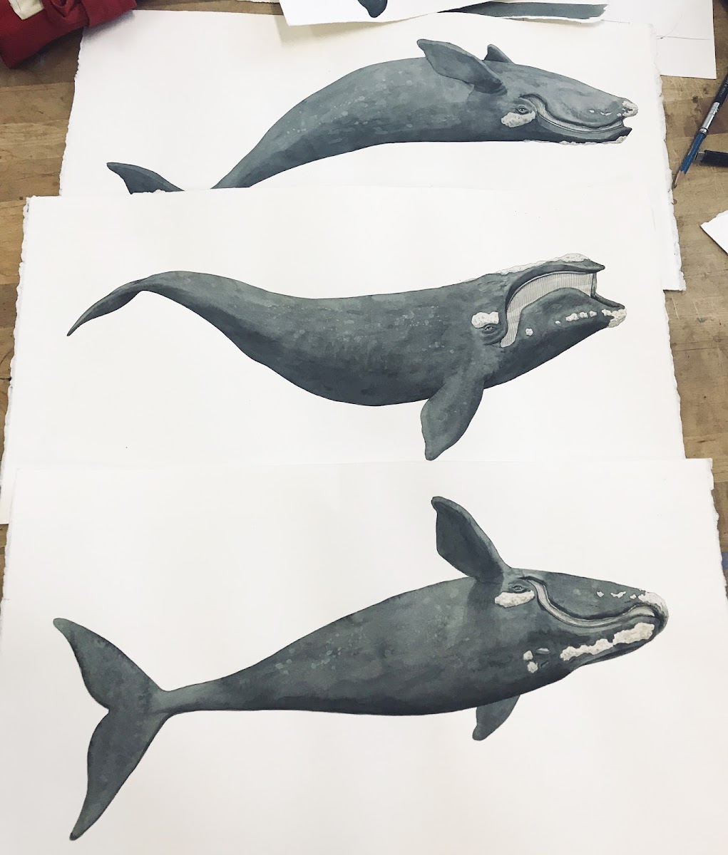 Watercolor whales by Illustration faculty member Joe McKendry 94 IL