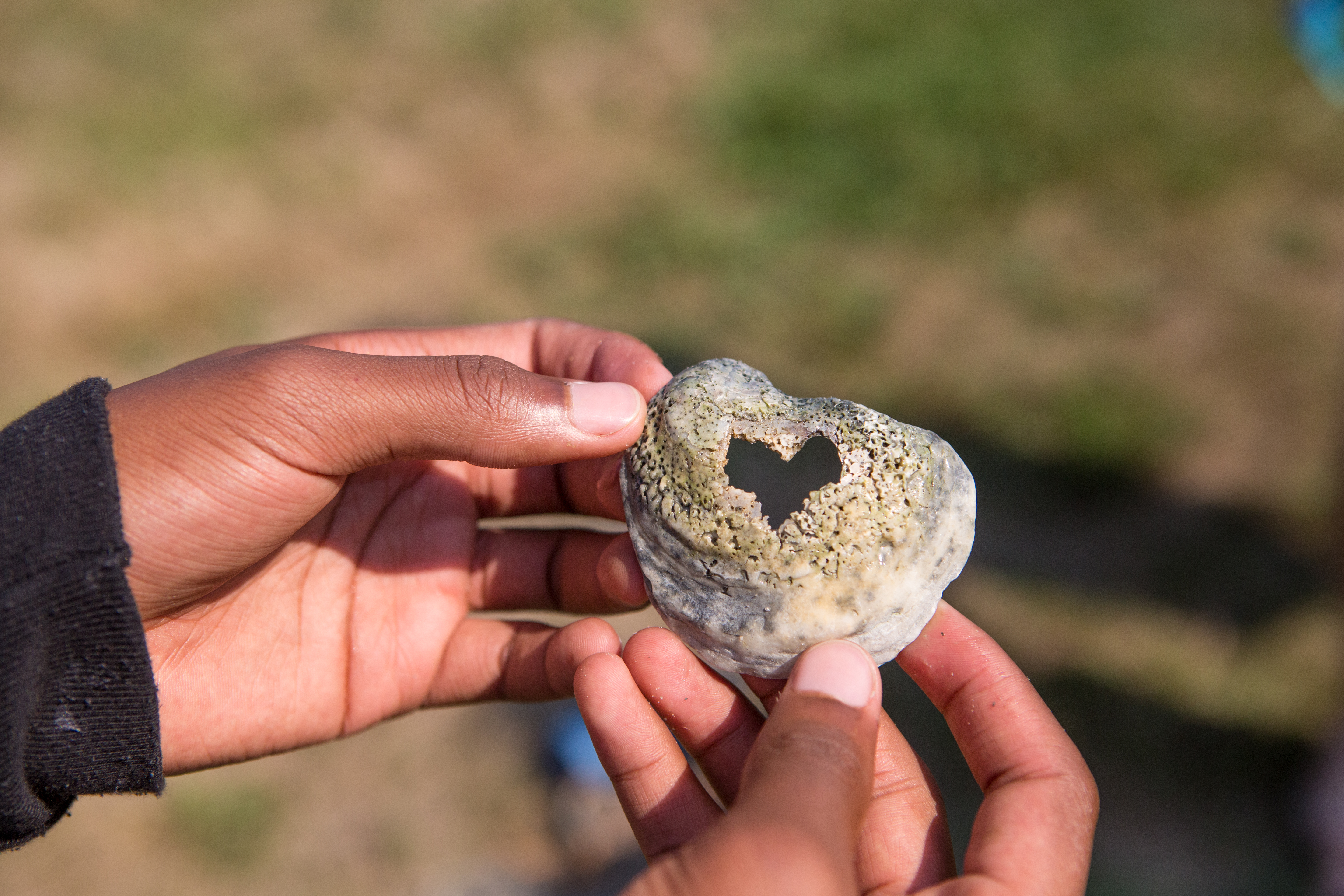 Hands holding a heart-shaped shell