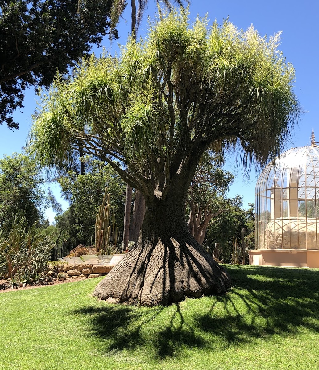 The botanic gardens of South Australia