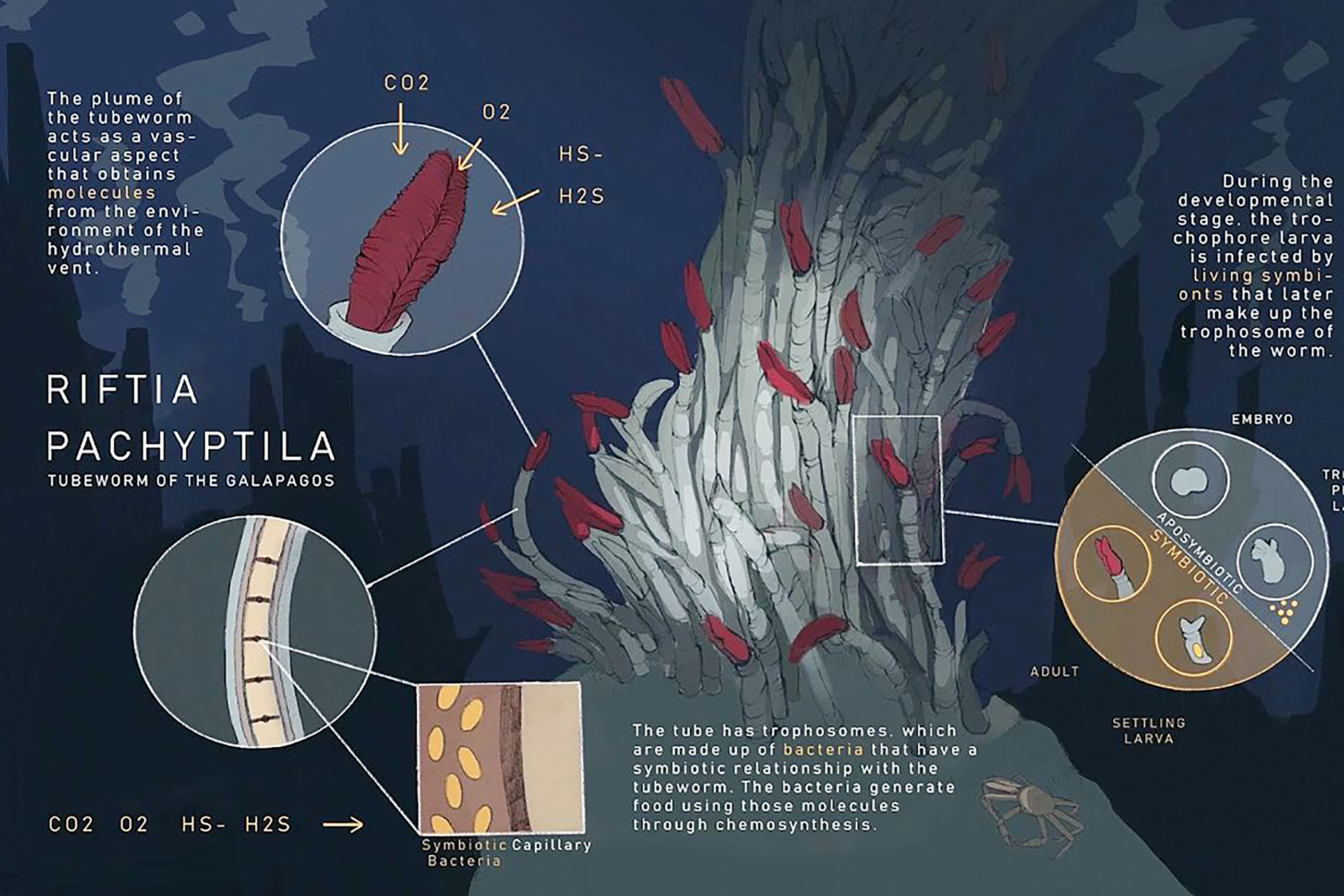 Caroline Dai's animation of the Riftia Pachyptila