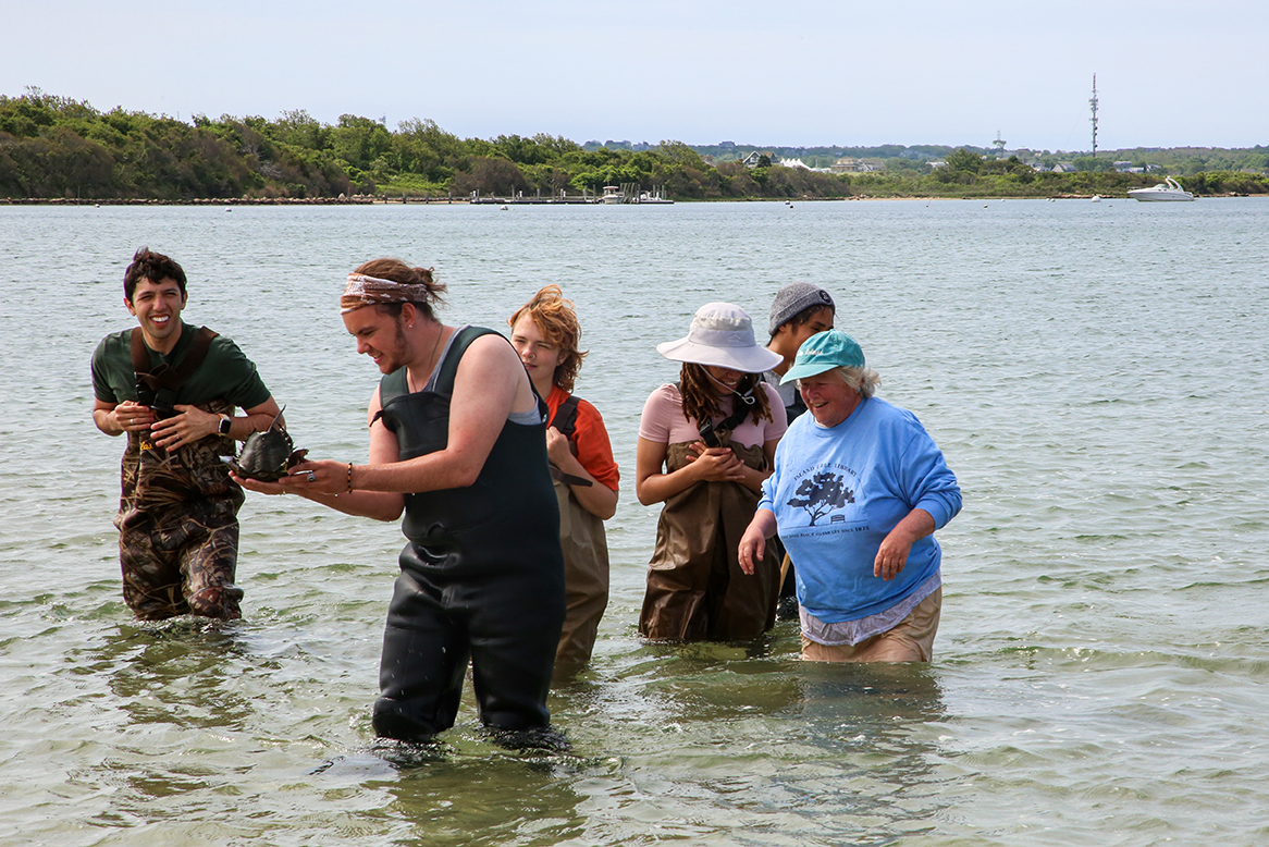 Students catch and tag horseshoe crabs