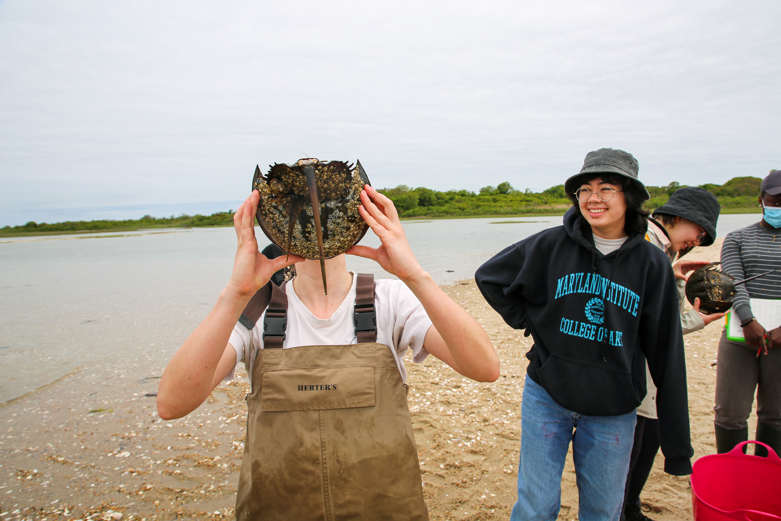 Student covers face with large horseshoe crab