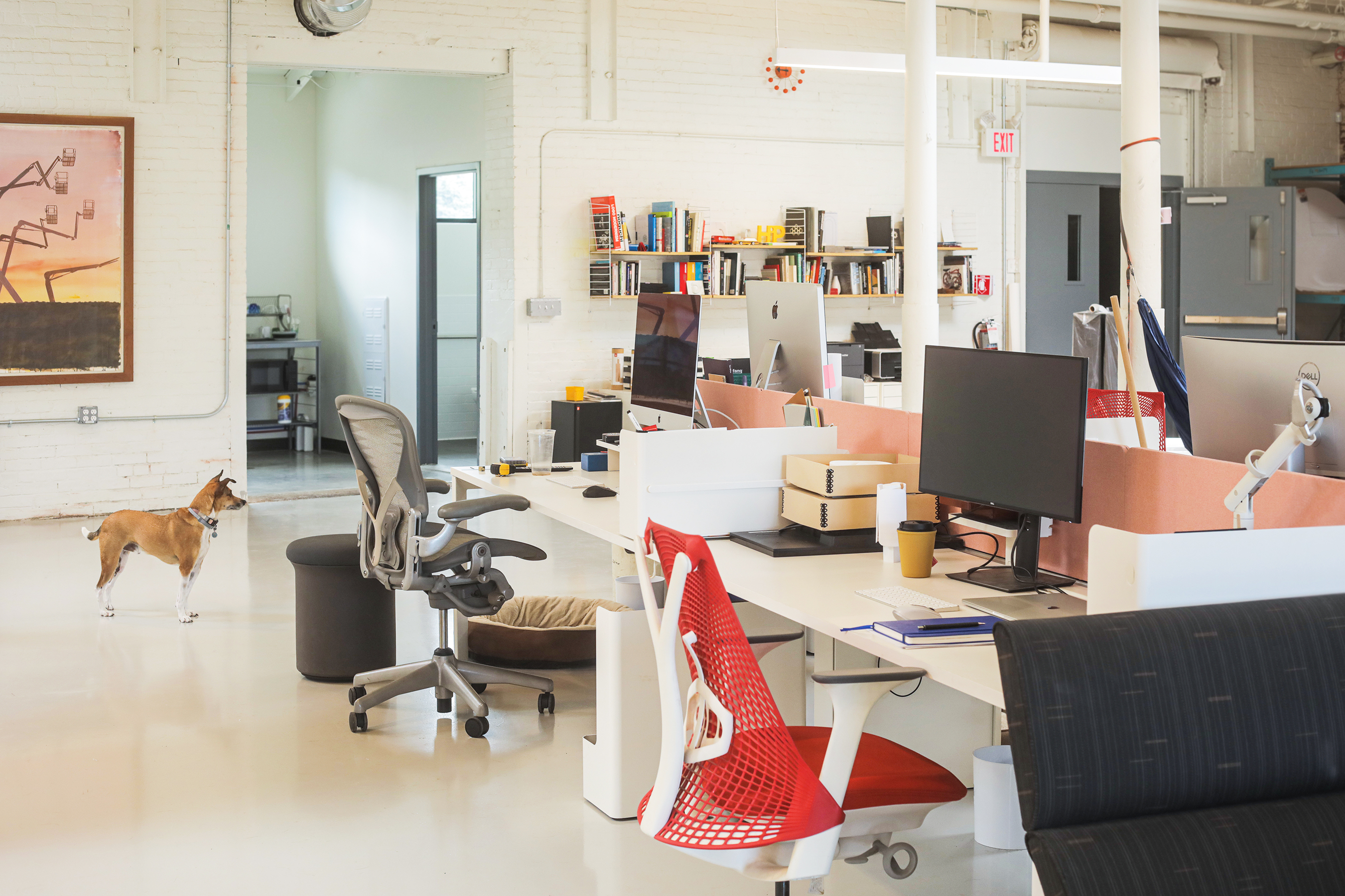 Observatory's bright office space includes an office dog