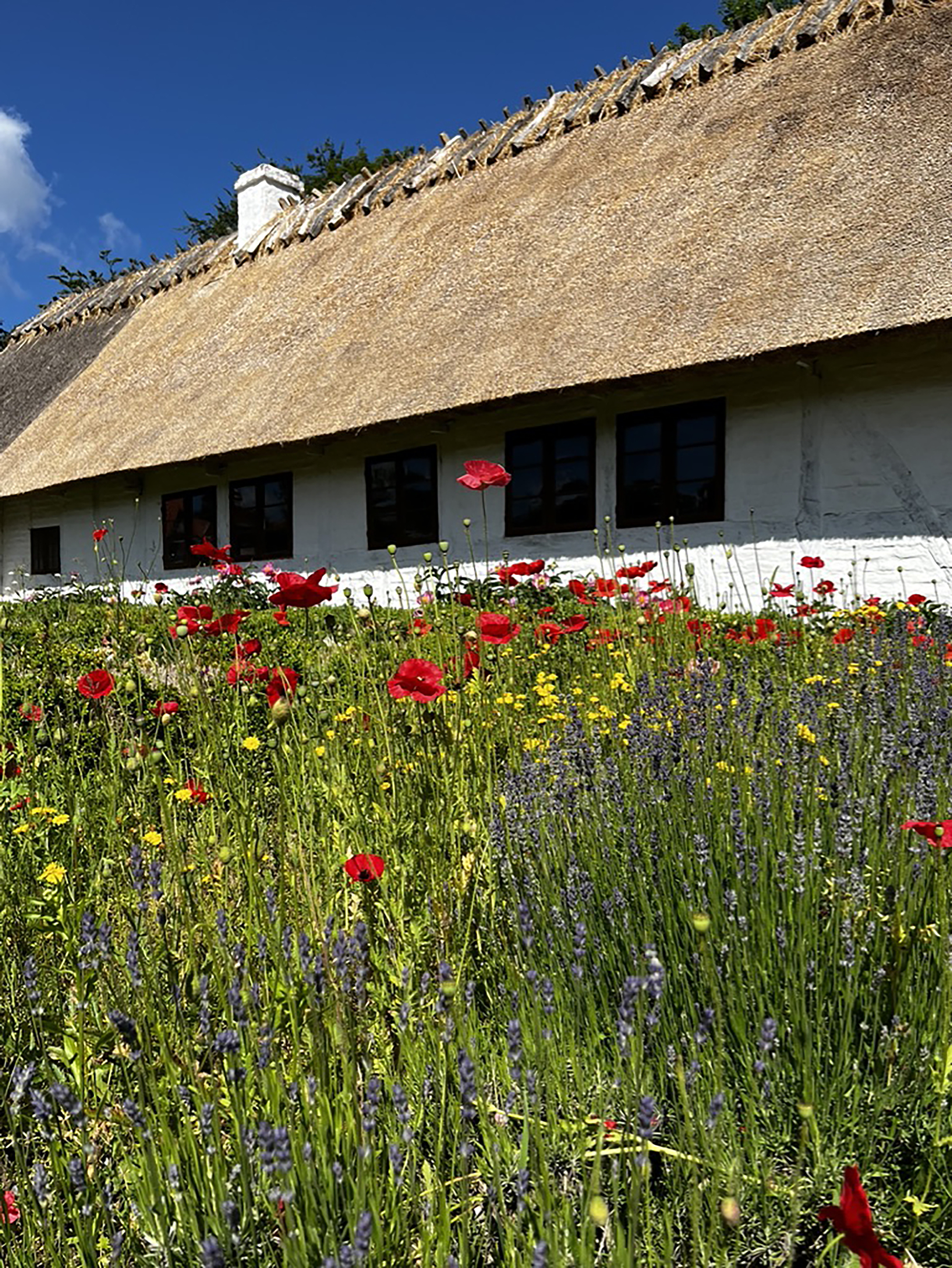 thatched-roof cottage in Denmark