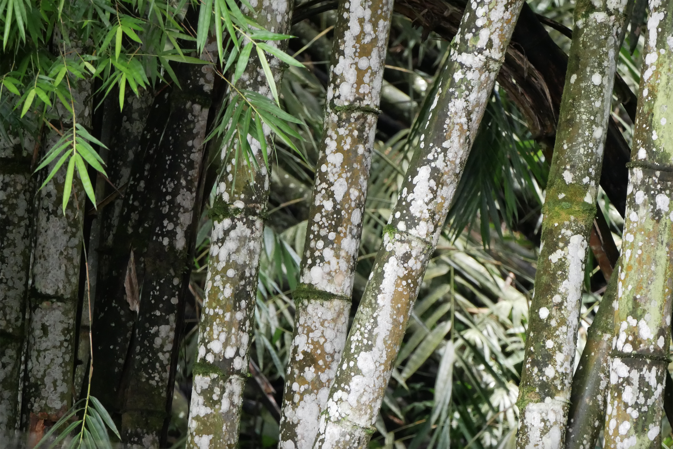 healthy bamboo plants growing in Ecuador