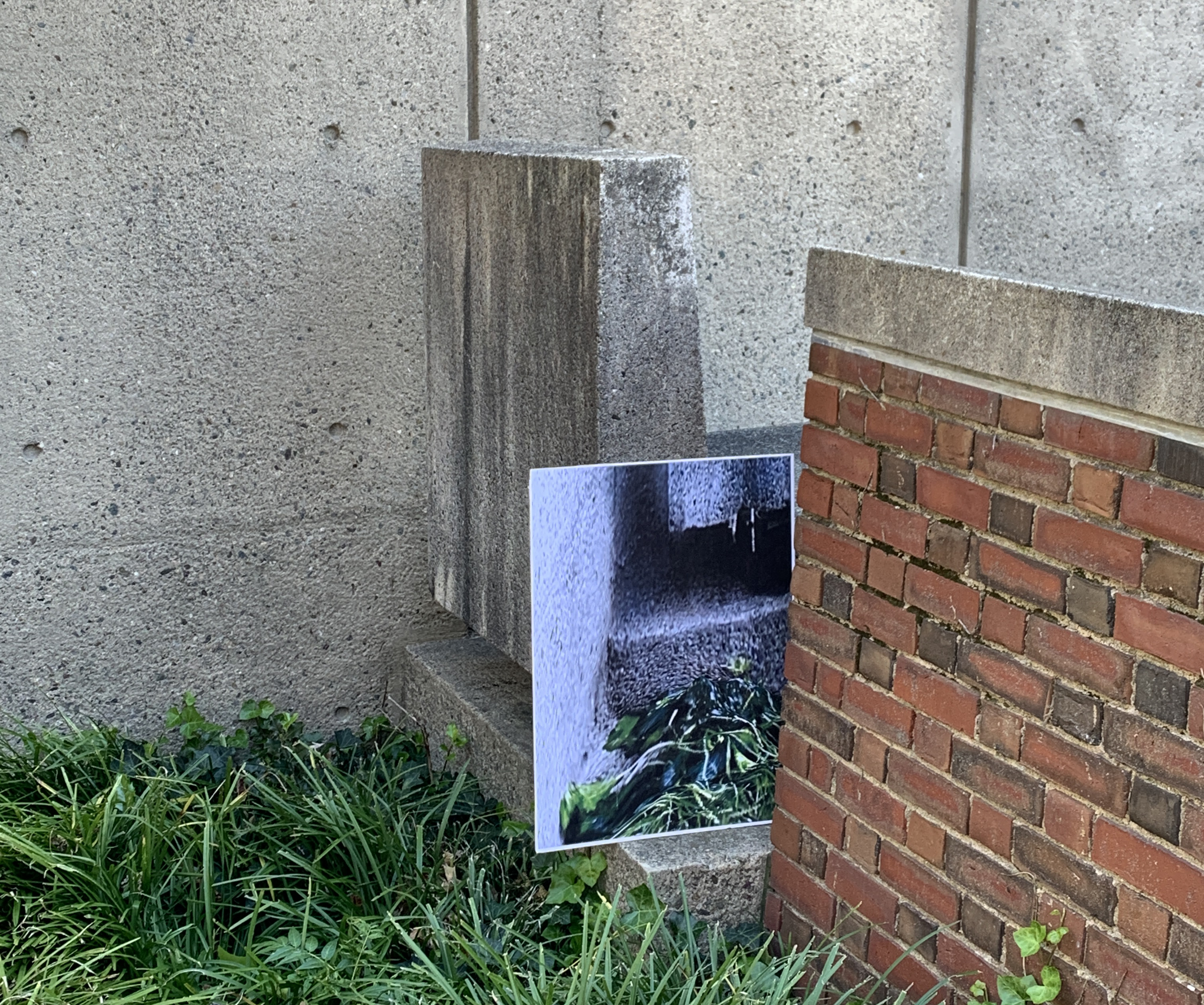 photogrammetric image contrasting concrete with plant life