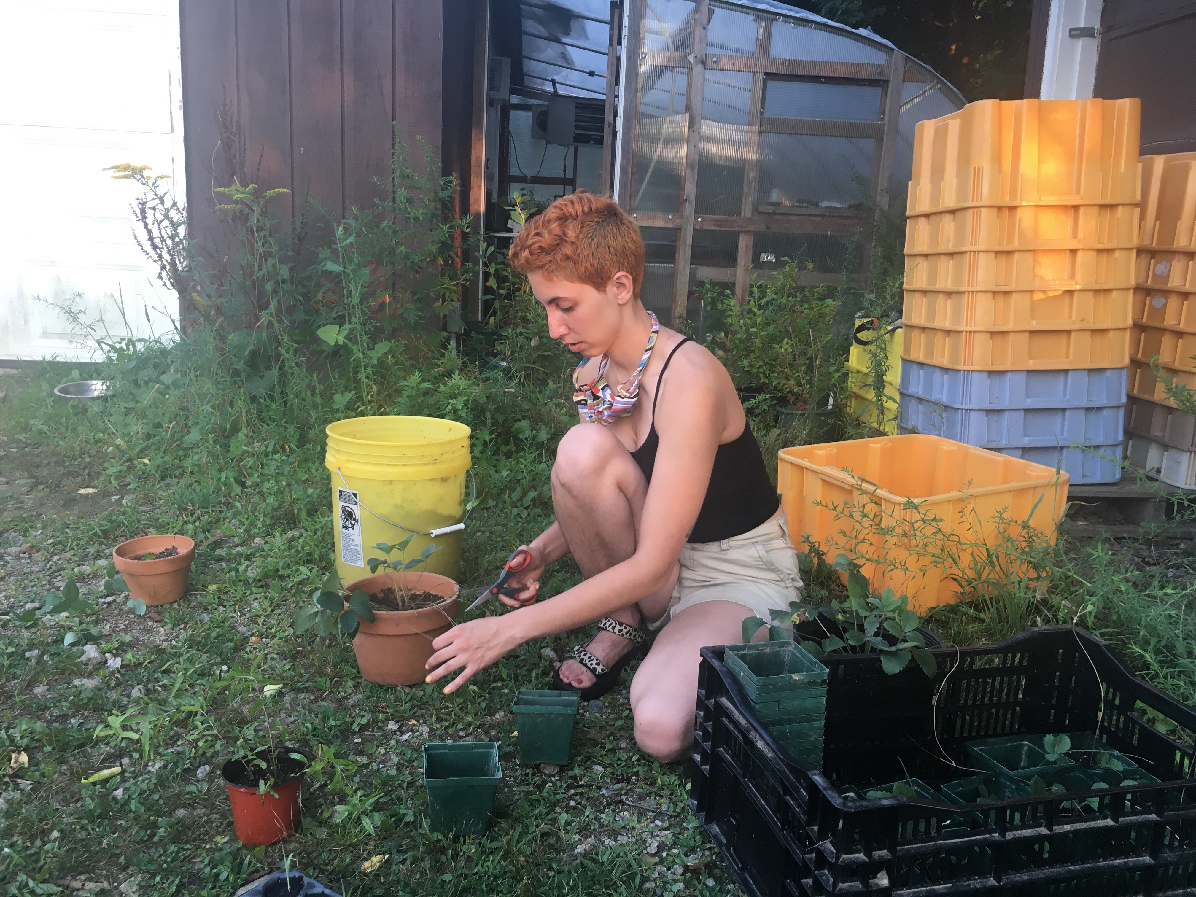 Maswood at work in the garden