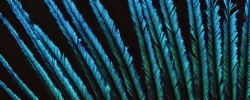 a detail of a Peacock feather