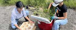 Avantika and Manini rearranging wetland propagated plants as part of the Biopod project.