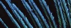 peacock feather