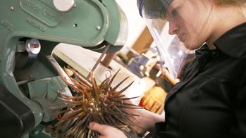Student polishing an urchin sculpture while wearing a visor