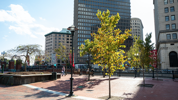 Autumn leaves on campus