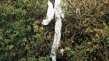 detail of show poster showing white fabric in green bushes