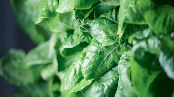 a closeup of vibrantly green leaves
