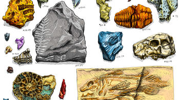 illustration of more than 10 fossil types