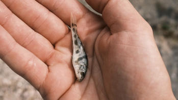 a tiny dead fish in a person's palm