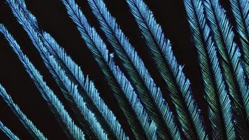 peacock feather