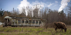 Dilapidated train in field with cow in Serbia