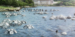 Marine habitats floating on Narragansett Bay