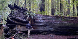 Jarrett Mellenbruch 93 PT next to fallen redwood tree