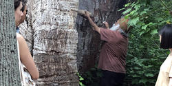 Students amongst trees in Australia, learning about cultural ecology