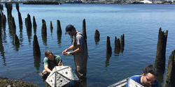 Sustainable oyster farming