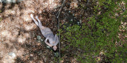 a woman in a sheer dress sleeps on the forest floor