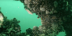 shellfish grow at the base of an off-shore wind turbine