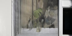 photogrammetry image of a flower in a window