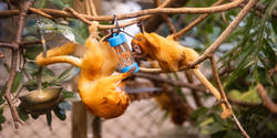 Golden lion tamarins investigate a puzzle feeder made by industrial design students
