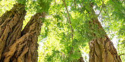 a view into the towering canopy of trees at Saint-Gaudens Park in New Hampshire