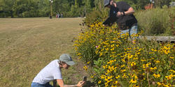 Johanna Barthmaier-Payne scans yellow flowers for new platform