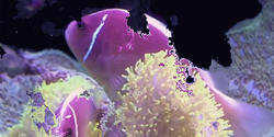still from an intentionally glitchy video of tropical fish
