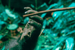 Gorilla Hand photo by Senior Zenzele Ojore 18 PH