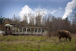 Dilapidated train in field with cow in Serbia
