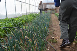 Greenhouse from Urban Farm: Learning from Community Garden Practices studio course