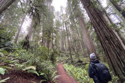 Jarrett Mellenbruch 93 PT walking in redwood forest