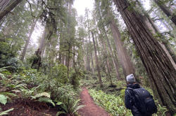  Jarrett Mellenbruch 93 PT walking in redwood forest