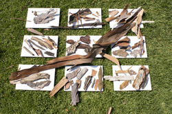 Samples of different tree barks