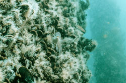 undersea image of shellfish bed